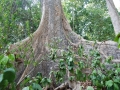 Indien_Andemannen2009_03_14269